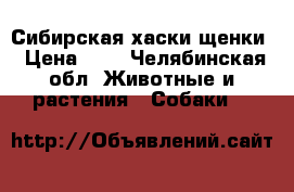 Сибирская хаски щенки › Цена ­ 1 - Челябинская обл. Животные и растения » Собаки   